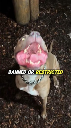 4 Dangerous Dog Breeds Banned in Many Countries #shorts #dog #pets #fyp