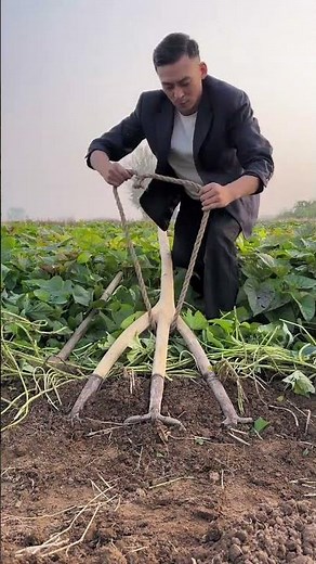 Technology-driven agriculture and smart farming: Using this triple-toothed rake has significantly im