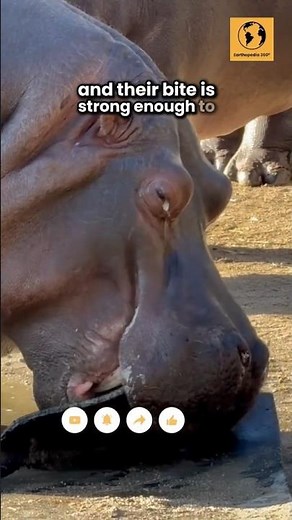 What's Hippopotamus max running speed? #hippopotamus ##runningspeed