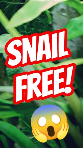 Stop Aquarium Snails Before They Start!😱🐌