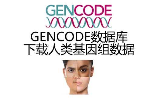 GENCODE数据库获取人类基因组数据