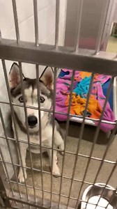 8.4K views · 177 reactions | Guess what?? We may have cleared adoptions on Saturday thanks to our Clear the Shelters event with NBC2 News, but it only took one day to process more adorable pets for adoption. We once again have every size available. Through August 31st, all dogs over 6 months of age are just $25 to adopt with an approved application so come on down Monday-Saturday from 10:30-3:30 to visit with one of the cuties shown. | Lee County Domestic Animal Services | Facebook