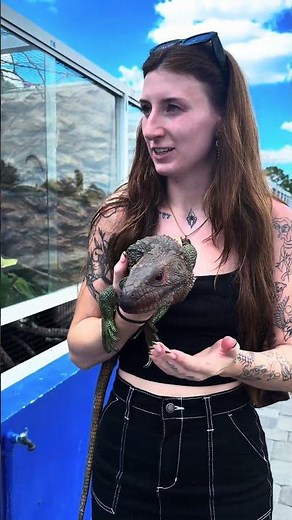 Learning about a caiman lizard!