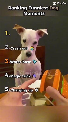 Ranking funniest Dog moments 🤣🤣#shorts