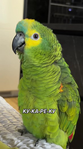 Talking Parrots: The Blue-Fronted Amazon