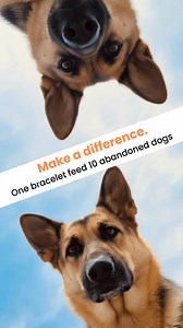 💔 Millions of abandoned dogs struggle for survival every single day... Once beloved companions now roam the streets, searching for their next meal. The statistics are heartbreaking: - Over 70 million stray dogs in the USA alone - Countless dogs surviving on scraps and refuse - Former pets forgotten and left to fend for themselves - Local shelters overwhelmed and underfunded - Communities struggling to address the growing crisis This silent suffering continues daily, hidden from view but very re