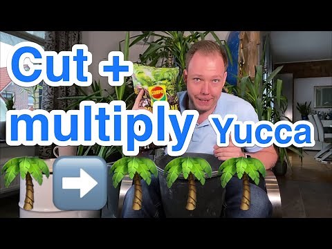 How to cut back and multiply yucca palms - foolproof gardener's guide