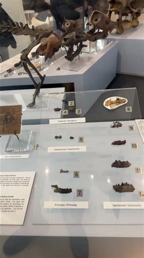 Bambiraptor: Dinosaurs Were Just Birds? See the Baby! #shorts