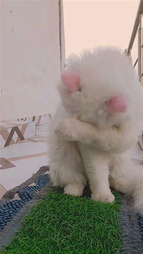 Cat Video | White Cat | Persian Cat | Cat Loves | Cat Movement | Cute Cat | Kitten | Funny Cat