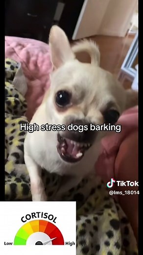 Understanding Stress Levels in French Bulldogs