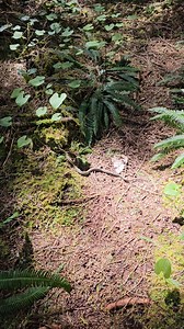I ate some tragic hushblooms and hiked through the forest and took a bath in the ocean ✅️ It was all fun and games until I kept thinking sticks were snakes.....and then I saw this real snake! 🫨 | Silly Hippy