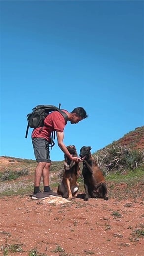 Springtime #dogs #malinois #nature