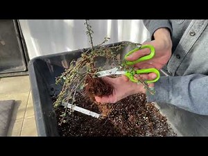 First styling of my Cotoneaster Horizontalis. 30-Mar-2023