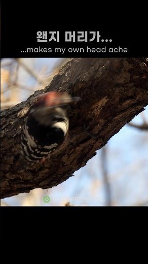 Why No Headache for Woodpeckers?