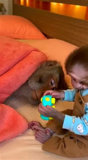 Iconic monkey moment in warm light, full tension in the rage #MonkeyVideo #FunnyAnimals #CuteMonkey #FunnyPetMoments #RealisticAnimal