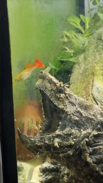 Alligator Snapping Turtle Lures Guppy With Gaping Jaw