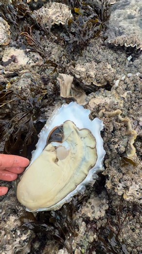 Mark De Jose on Instagram: "Lisbon: As the capital, Lisbon offers numerous restaurants serving high-quality oysters, often sourced from the Algarve."