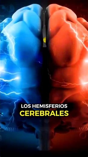 Los Hemisferios del cerebro. #curiosidades