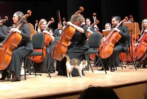 Watch: Cat steals the show during live orchestral concert