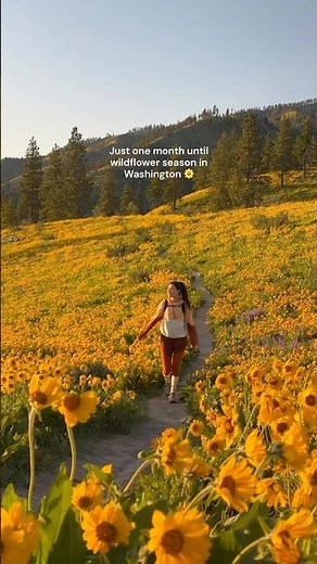 How to find wildflower hikes like this in Washington 🌼⤵️