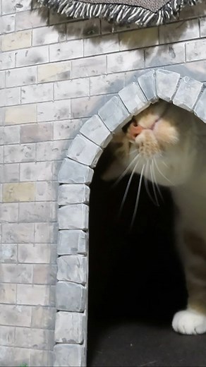 I built this castle for my cat and she loves it! Check out the full video of the build on my YouTube channel. Link in bio. | Odd Little Workshop