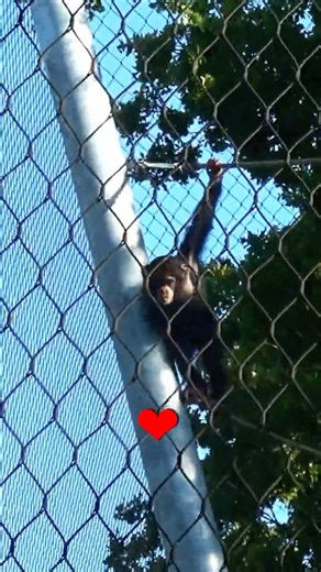 This Playful Young Chimp Is Too Cute! 🐵❤️ #shorts