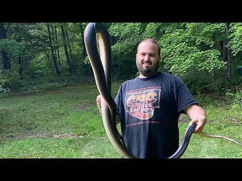 Enjoying our animals 9: My MONSTER southern white lip python