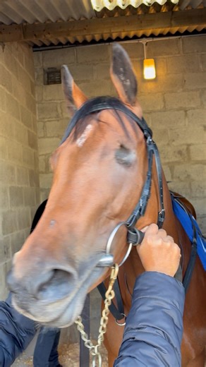 Only one eye? No problem. The well-named Love Is Blind wins the fillies’ maiden at Fairyhouse. She lost her eye in a paddock accident as a foal. Fair play and congrats to her owner-breeder Teme Valley Racing who have shown great patience with her. 🙌 Joseph O'Brien | Kevin Blake Racing