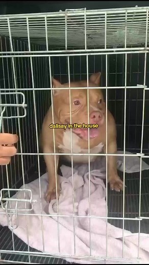 Coco Martin's Beloved Dogs: A Throwback Video