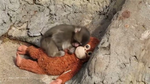Punch the baby monkey has captured the world’s attention and heart. Now, he's growing up before our very eyes. David Muir shares an update on Punch, who is being embraced by his fellow primates more and more each day. https://abcnews.go.com | ABC World News Tonight with David Muir