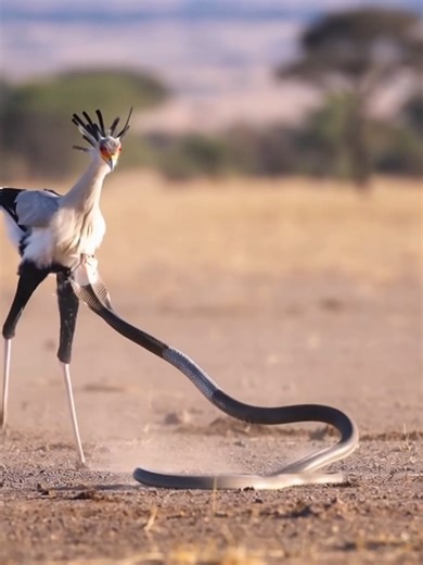 Secretary Bird Confronts Cobra in the Savanna