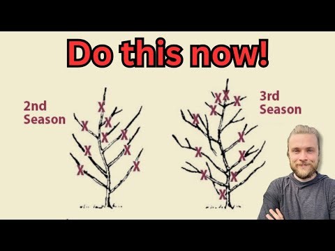 Prune your fruit trees like this for MAX yield! (Spring pruning guide)