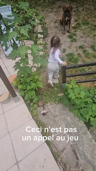 Apprendre à lire son chien pour une meilleure communication