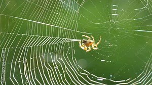 A large spider weaves a web on a tree in the summer. Web weaving on a background of green foliage of trees. Big beautiful round web macro close up view