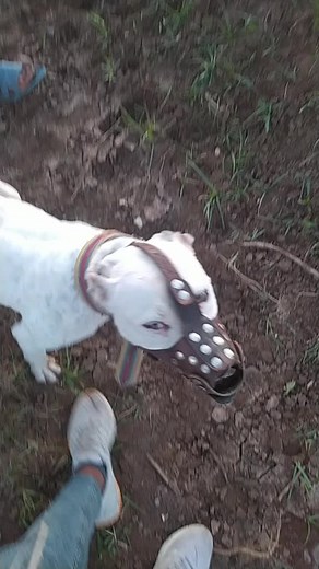 Pitbull Interacting with Sheep in Open Field