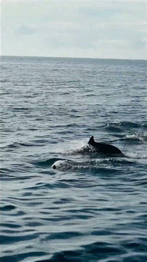 The Dolphin’s Dark Side | Shocking Truths About These Ocean Predators