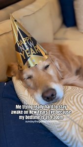 Trying to stay awake until midnight on New Year’s Eve be like😵‍💫 #goldenretriever #funny #dog | Sunday The Golden Retriever
