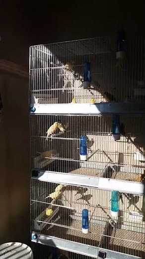 Mon élevage de canaris
