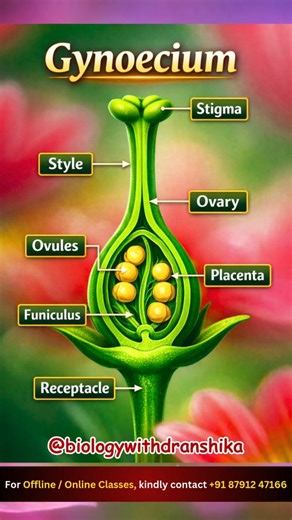 Gynoecium: The seed-making center of the flower! #gynoecium #carpel #flowers #anatomy #botanylovers