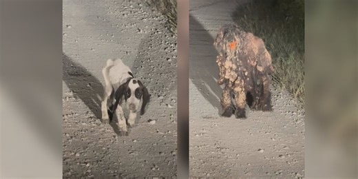 Paws 4 the Cause asking for help after dogs found in horrible condition