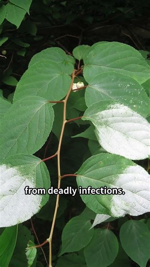 The Secret Survival Hack of Cats #cats #catfacts #science #animalbehavior #silvervine #biology