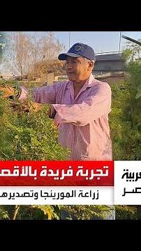تجربة فريدة من نوعها في الأقصر لزراعة نباتات المورينجا وتصديرها للخارج