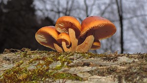 Enoki (Flammulina velutipes) vs. Deadly Galerina mushrooms