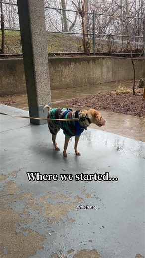 #sharpei #rescuedog #dogtraining #torontodogs #reactivedog | dogs