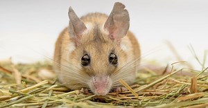Peppermint Oil For Mice: Does It Really Work?