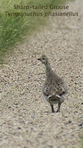Rarely Seen Sharp tailed Grouse #birds #wildlife #nature #wildlifephotography