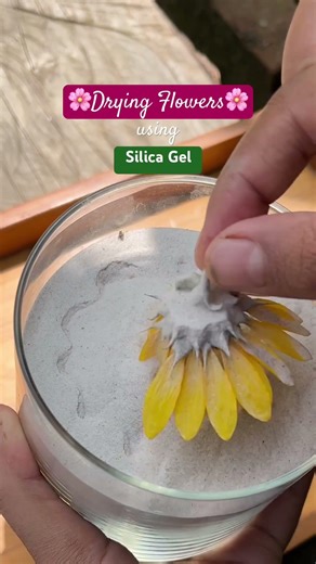 Flower Drying | Caution: Please use gloves and mask while dealing with the silica powder.