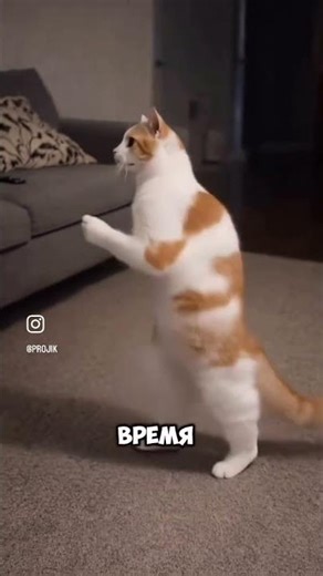 #коты#собаки#домашние #котыvsсобаки#последниеновости