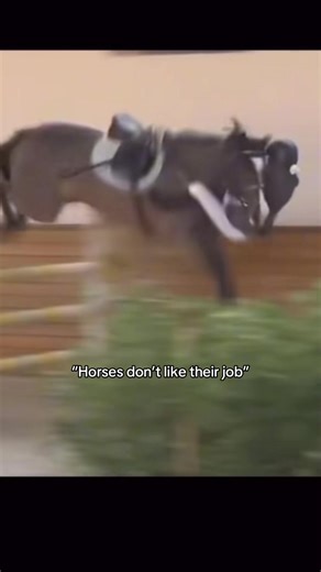 Understanding Horse Behavior and Work Perception