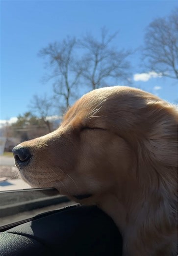 What Do Dogs Think? Insights from a Golden Retriever